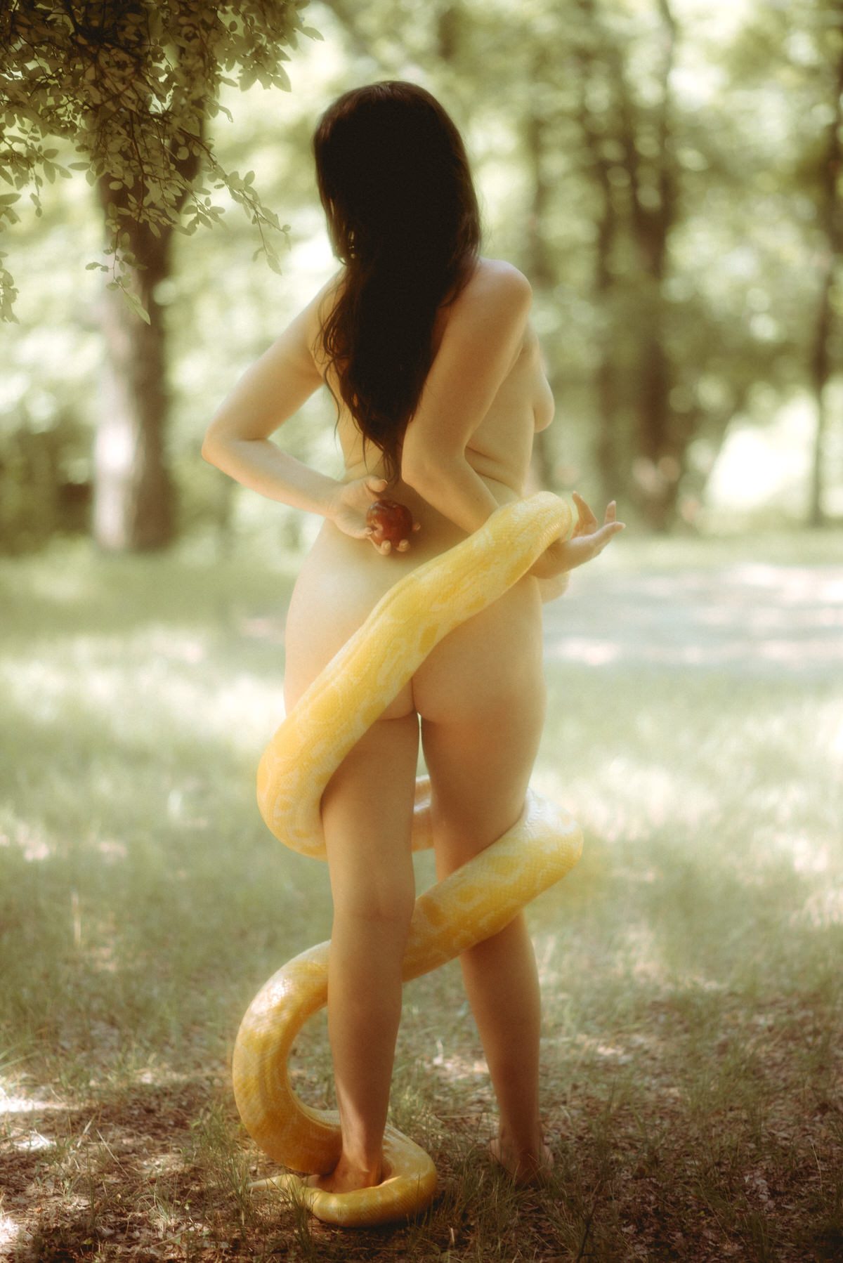 A naked woman turned around in the woods while holding a red apple behind her back and a huge yellow snake is wrapped around her entire body.