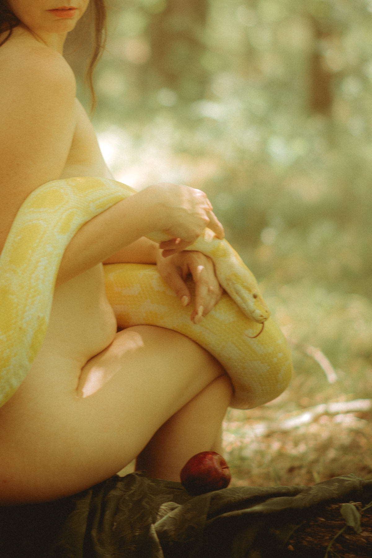 A large yellow python with it's tongue out being held by a beautiful woman in the forest.