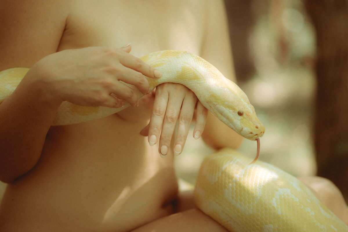 Close up of a yellow Burmese python being held.