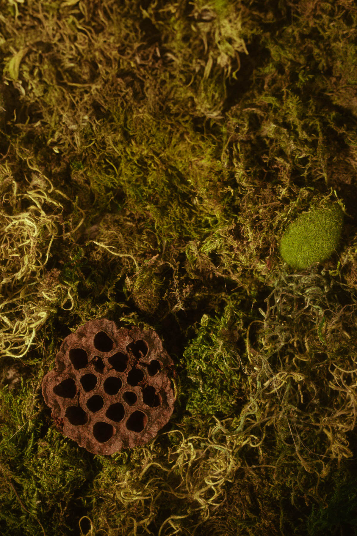 Detail shot of the moss wall at Royal Lune Studio, showcasing dried lotus pods and textured greenery, part of the immersive spring photography studio setup in this Dallas boudoir studio and rental photo space.